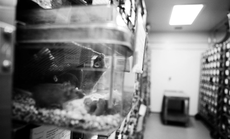 Research facilities may house 200,000 mice. Photo: Maggie Starbard/NPR at John Hopkins